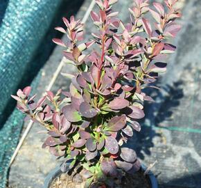 Dřišťál Thunbergův 'Red Rocket' - Berberis thunbergii 'Red Rocket'