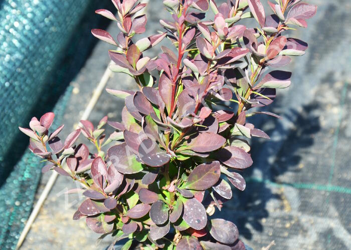 Dřišťál Thunbergův 'Red Rocket' - Berberis thunbergii 'Red Rocket'