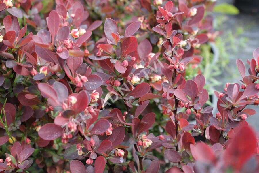Dřišťál Thunbergův 'Red Rocket' - Berberis thunbergii 'Red Rocket'
