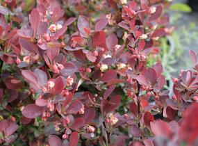 Dřišťál Thunbergův 'Red Rocket' - Berberis thunbergii 'Red Rocket'