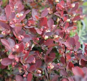 Dřišťál Thunbergův 'Red Rocket' - Berberis thunbergii 'Red Rocket'