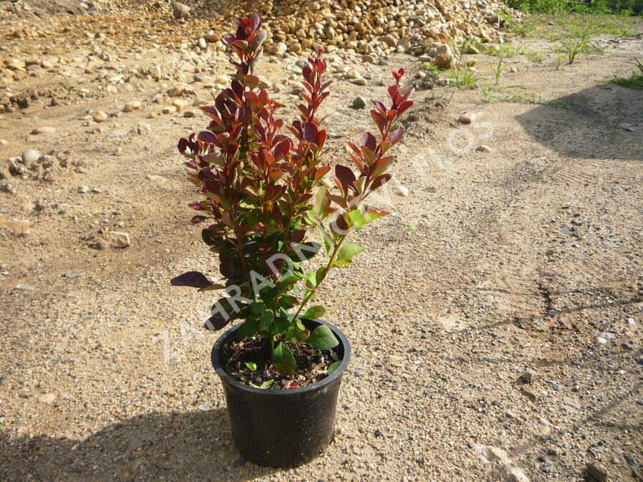 Dřišťál Thunbergův 'Red Rocket' - Berberis thunbergii 'Red Rocket'
