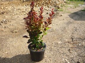 Dřišťál Thunbergův 'Red Rocket' - Berberis thunbergii 'Red Rocket'