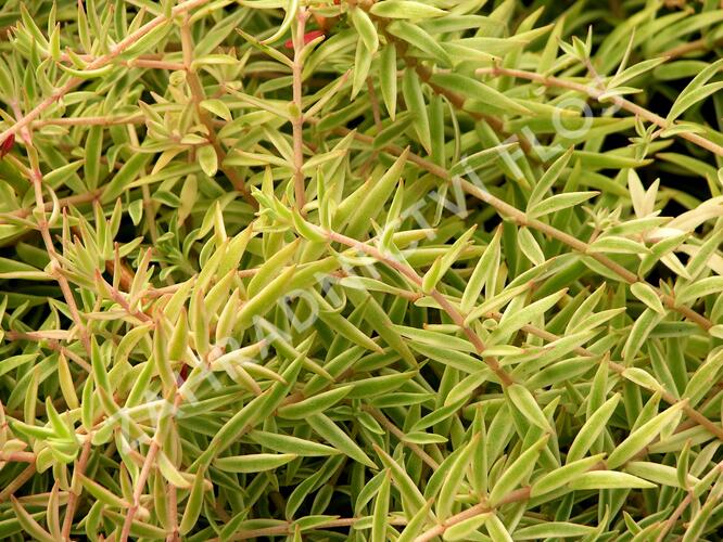 Rozchodník 'Variegata' - Sedum lineare 'Variegata'