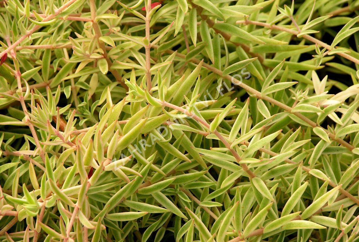 Rozchodník 'Variegata' - Sedum lineare 'Variegata'