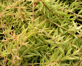 Rozchodník 'Variegata'