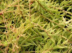 Rozchodník 'Variegata' - Sedum lineare 'Variegata'