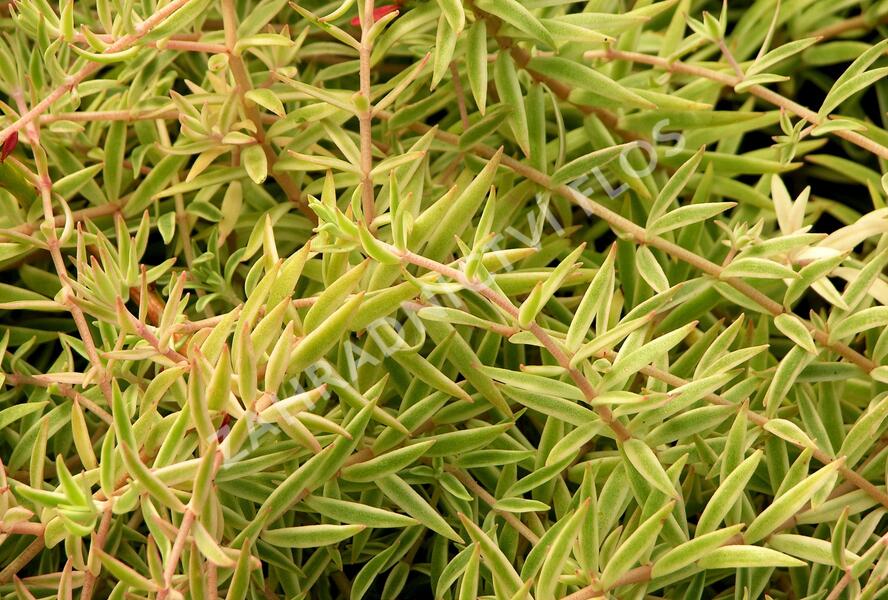 Rozchodník 'Variegata' - Sedum lineare 'Variegata'