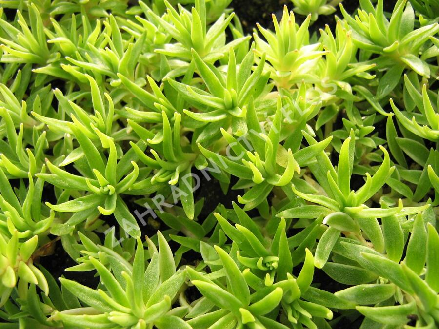 Rozchodník 'Variegata' - Sedum lineare 'Variegata'