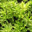 Rozchodník 'Variegata' - Sedum lineare 'Variegata'