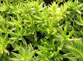 Rozchodník 'Variegata' - Sedum lineare 'Variegata'