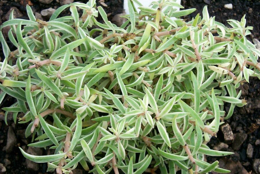 Rozchodník 'Variegata' - Sedum lineare 'Variegata'