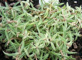 Rozchodník 'Variegata' - Sedum lineare 'Variegata'