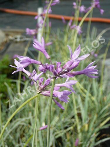 Tulbagie, česnek pokojový 'Wühlmausschreck' - Tulbaghia violacea 'Wühlmausschreck'
