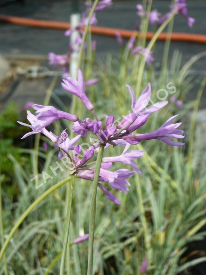 Tulbagie, česnek pokojový 'Wühlmausschreck' - Tulbaghia violacea 'Wühlmausschreck'