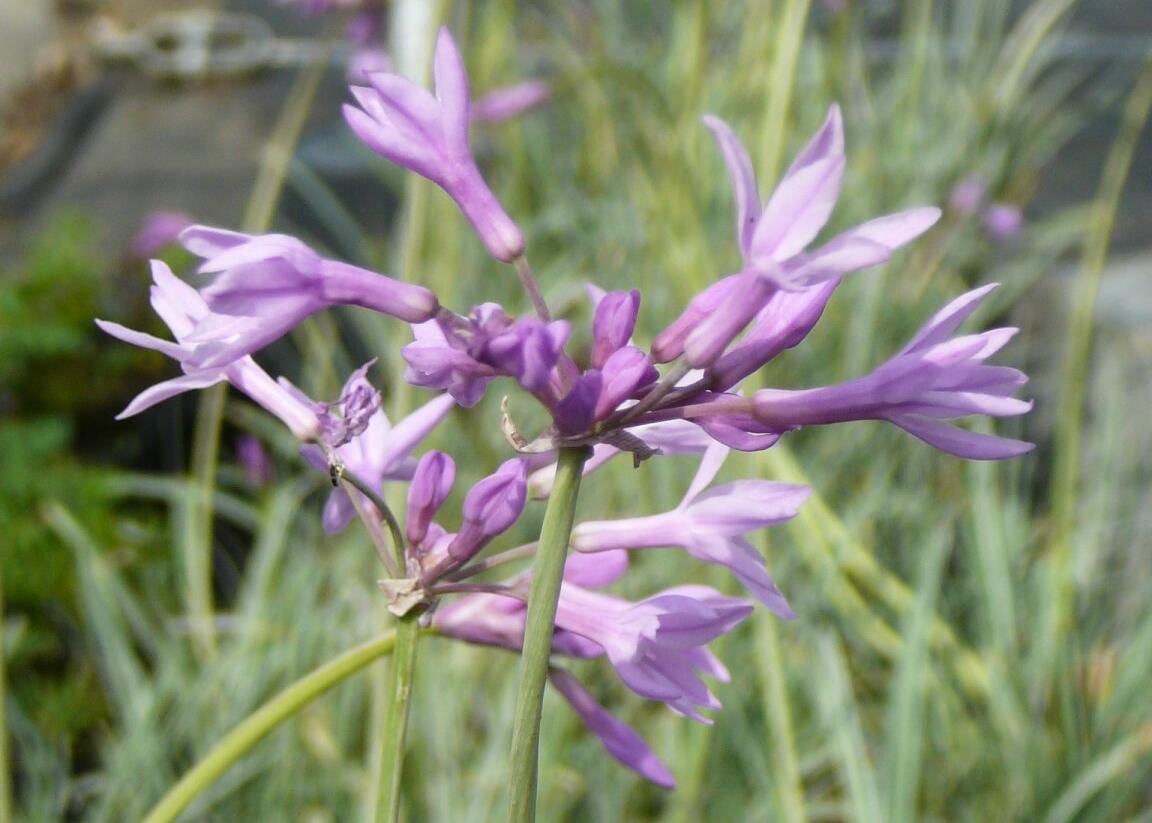 Tulbagie, česnek pokojový 'Wühlmausschreck' - Tulbaghia violacea 'Wühlmausschreck'
