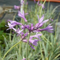 Tulbagie, česnek pokojový 'Wühlmausschreck' - Tulbaghia violacea 'Wühlmausschreck'