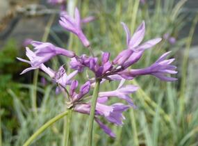 Tulbagie, česnek pokojový 'Wühlmausschreck' - Tulbaghia violacea 'Wühlmausschreck'