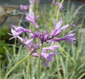 Tulbagie, česnek pokojový 'Wühlmausschreck' - Tulbaghia violacea 'Wühlmausschreck'