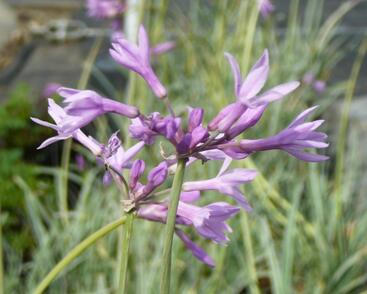 Tulbagie, česnek pokojový 'Wühlmausschreck'