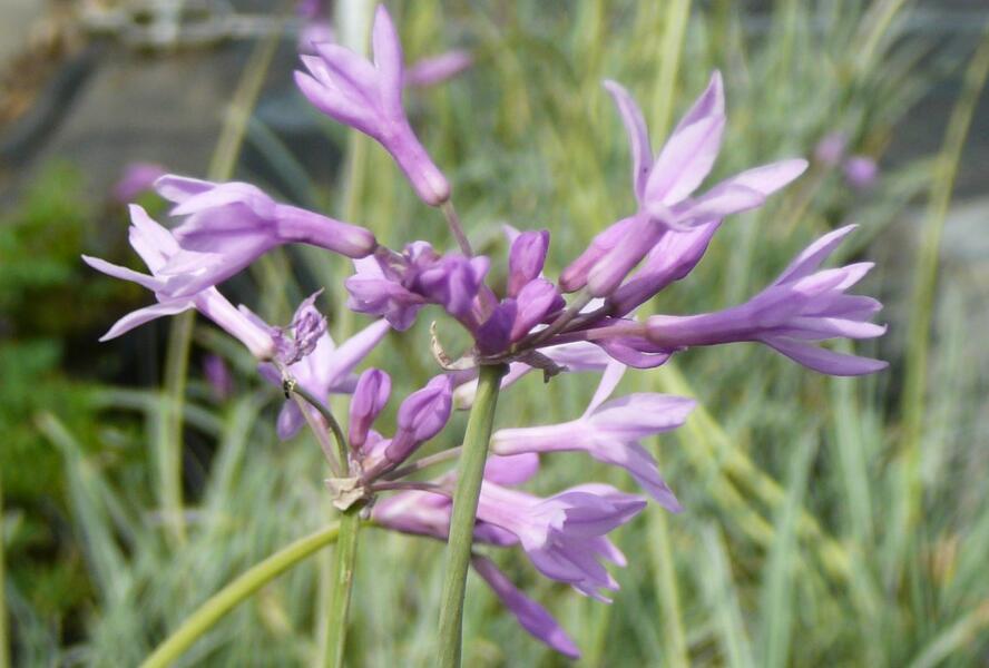Tulbagie, česnek pokojový 'Wühlmausschreck' - Tulbaghia violacea 'Wühlmausschreck'