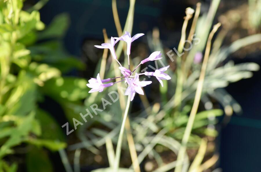 Tulbagie, česnek pokojový 'Wühlmausschreck' - Tulbaghia violacea 'Wühlmausschreck'