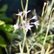 Tulbagie, česnek pokojový 'Wühlmausschreck' - Tulbaghia violacea 'Wühlmausschreck'