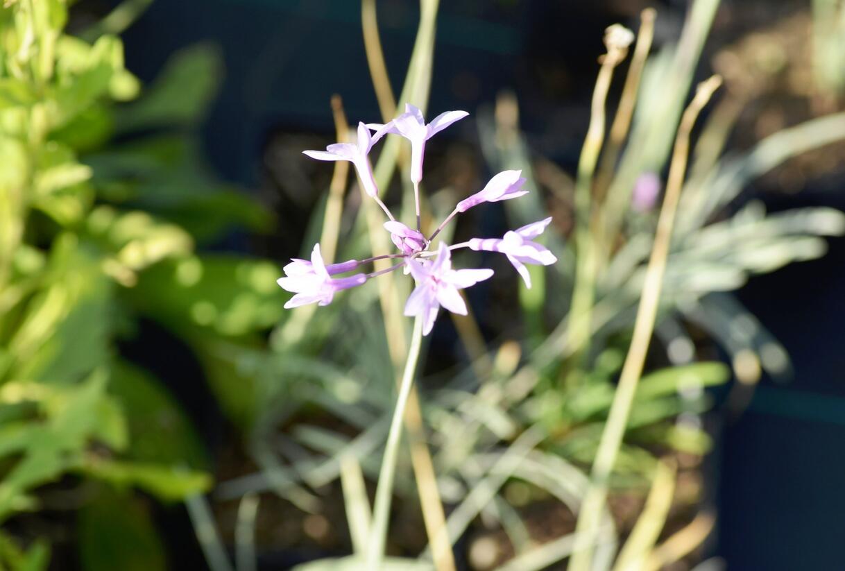 Tulbagie, česnek pokojový 'Wühlmausschreck' - Tulbaghia violacea 'Wühlmausschreck'