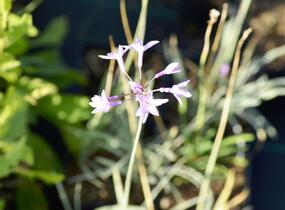 Tulbagie, česnek pokojový 'Wühlmausschreck' - Tulbaghia violacea 'Wühlmausschreck'
