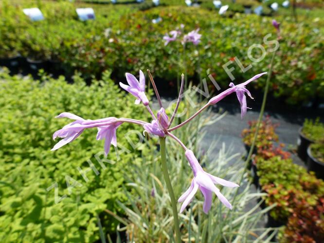 Tulbagie, česnek pokojový - Tulbaghia violacea