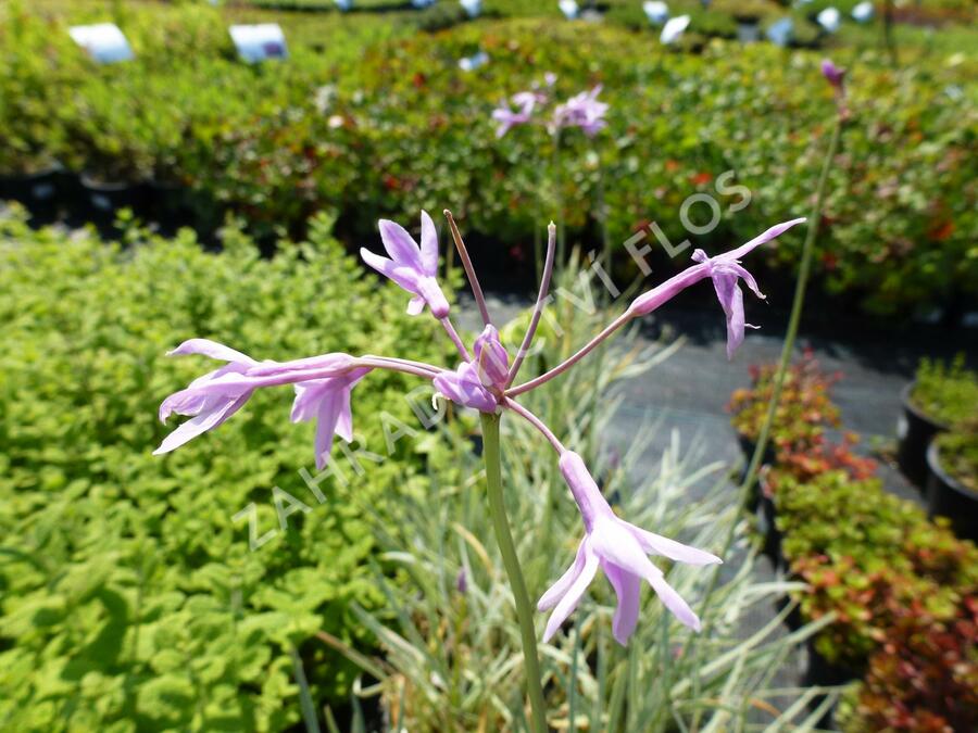 Tulbagie, česnek pokojový - Tulbaghia violacea