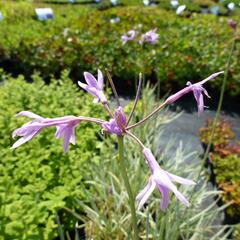 Tulbagie, česnek pokojový - Tulbaghia violacea