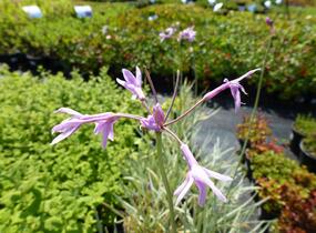 Tulbagie, česnek pokojový - Tulbaghia violacea