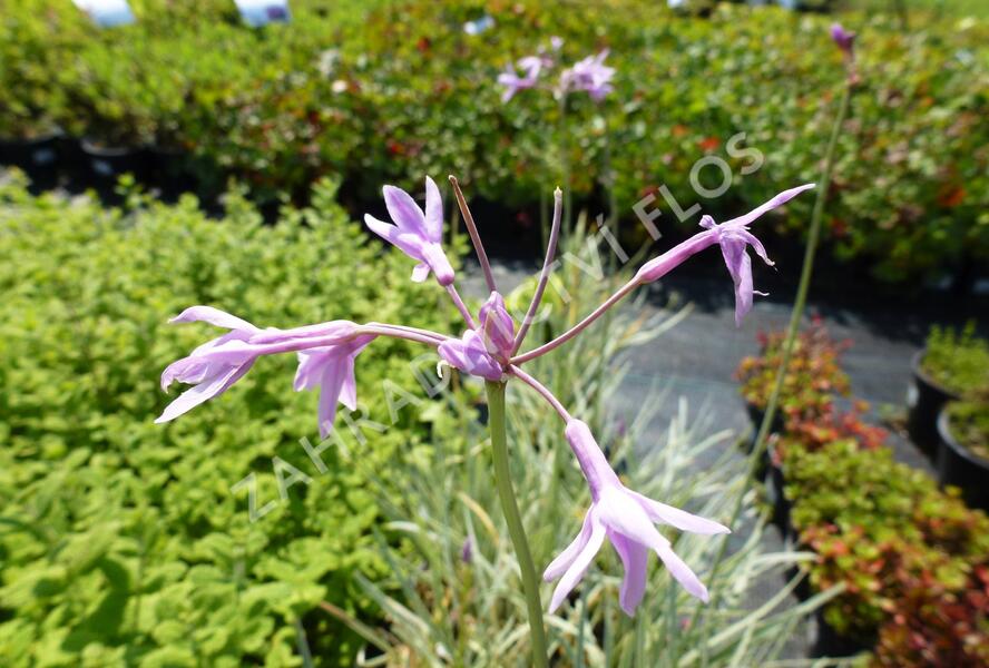 Tulbagie, česnek pokojový - Tulbaghia violacea