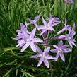 Tulbagie, česnek pokojový - Tulbaghia violacea