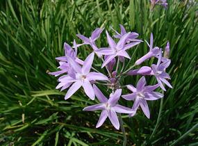 Tulbagie, česnek pokojový - Tulbaghia violacea