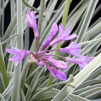 Tulbagie, česnek pokojový - Tulbaghia violacea