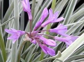 Tulbagie, česnek pokojový - Tulbaghia violacea