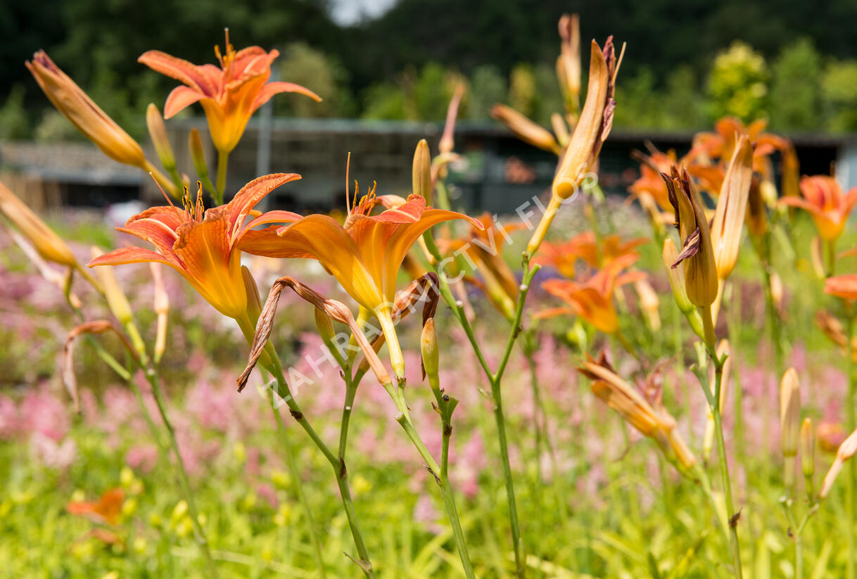 Denivka mix - Hemerocallis mix