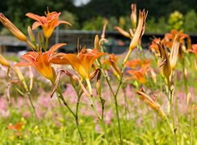 Denivka mix - Hemerocallis mix