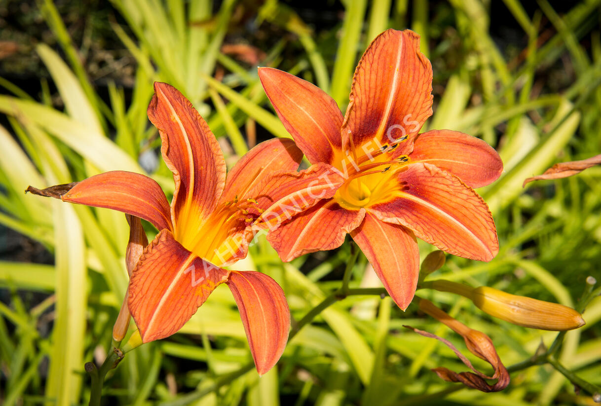 Denivka mix - Hemerocallis mix