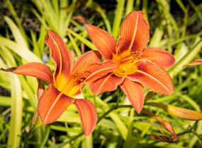Denivka mix - Hemerocallis mix
