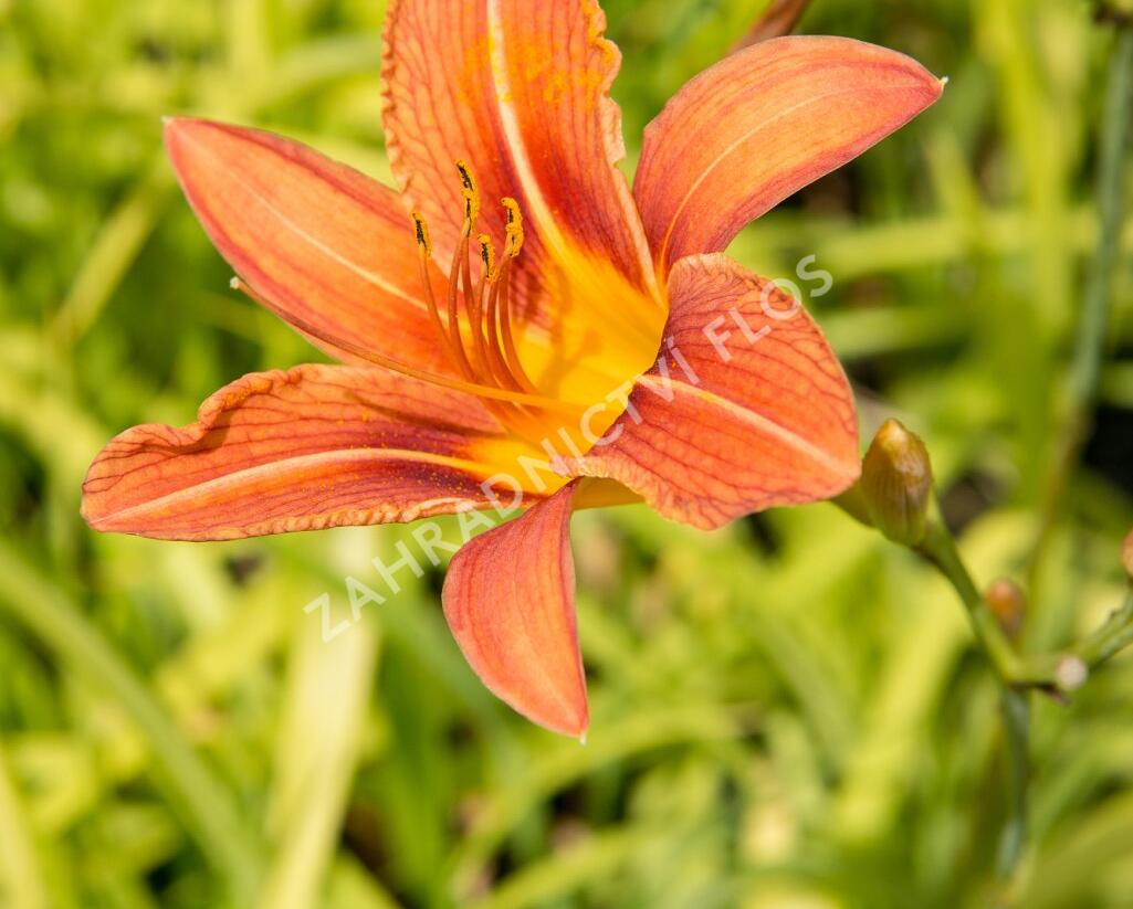 Denivka mix - Hemerocallis mix