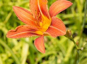 Denivka mix - Hemerocallis mix