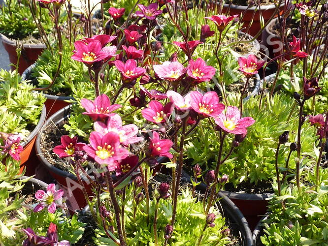 Lomikámen arendsův 'Red Cap' - Saxifraga x arendsii 'Red Cap'