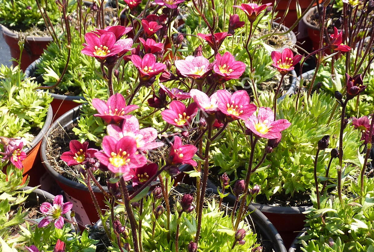 Lomikámen arendsův 'Red Cap' - Saxifraga x arendsii 'Red Cap'