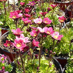 Lomikámen arendsův 'Red Cap' - Saxifraga x arendsii 'Red Cap'