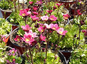Lomikámen arendsův 'Red Cap' - Saxifraga x arendsii 'Red Cap'