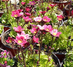 Lomikámen arendsův 'Red Cap' - Saxifraga x arendsii 'Red Cap'