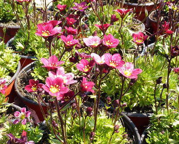 Lomikámen arendsův 'Red Cap'
